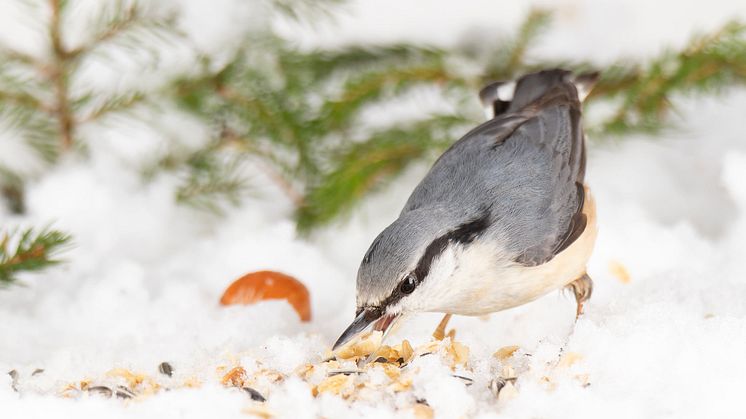Nötväcka vid fågelmatning. Foto: Ewa Grunditz Lilliesköld