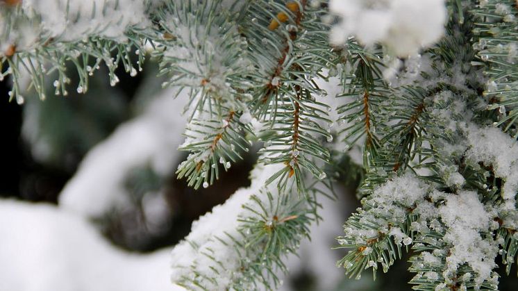 Syntolkning: snötäckt gran. 