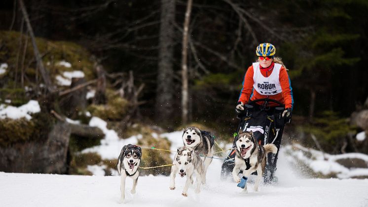 En av idrotterna under SM-veckan vinter i Skövde 2023 blir draghund. Foto: Bildbyrån - EJ FRI ATT ANVÄNDA