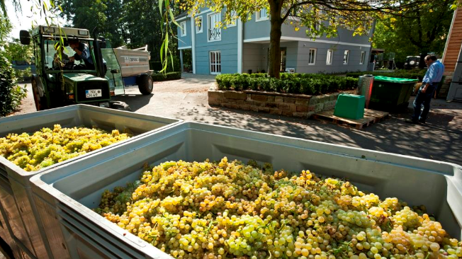 CHRISTMANN BIENGARTEN RIESLING ERSTE LAGE, EXKLUSIV LANSERING PÅ SYSTEMBOLAGET 21 AUGUSTI!