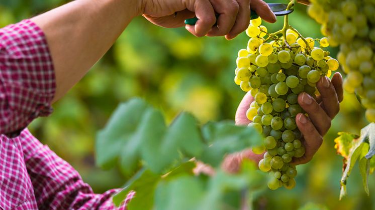 Alsace, Bourgogne, Champagne & Chablis