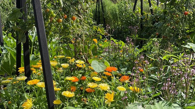 Den blomstrande köksträdgården i Slottsträdgården