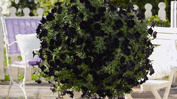 Petunia
