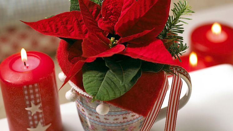 Julstjärnans dag - 12 december - vinn presentkort att handla julstjärnor för!