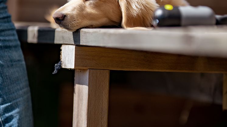Hund Falsterbo Horse Show