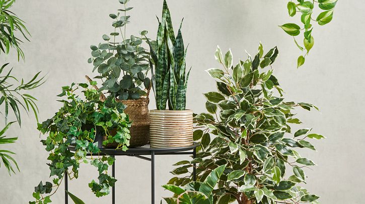 Rusta_2023_S1_Pot_plants-I