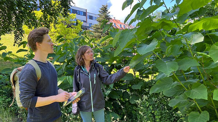 Annika Samnee och Olle Liedberg är biologer som anställts över sommaren för att arbeta med kartläggningen. Bestånd av jätteslide i centrala Ängelholm.