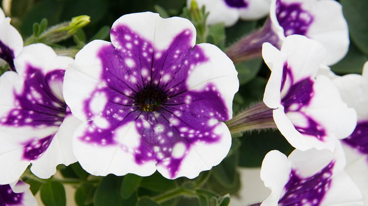 ’GlacierSky’ i Petunia Sky-Serien är en av sommarens nya sorter. 