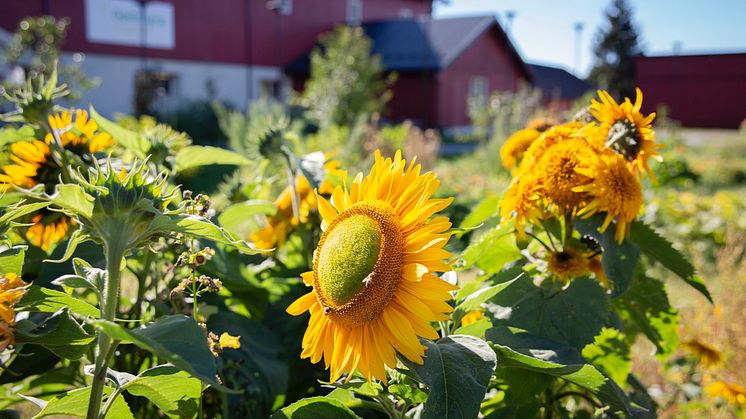 Velkommen til barnas store drivhusfest lørdag 9. september 