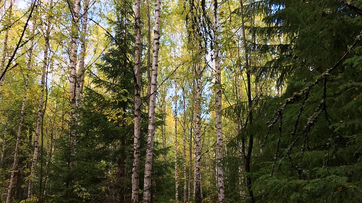 blandskog.jpg
