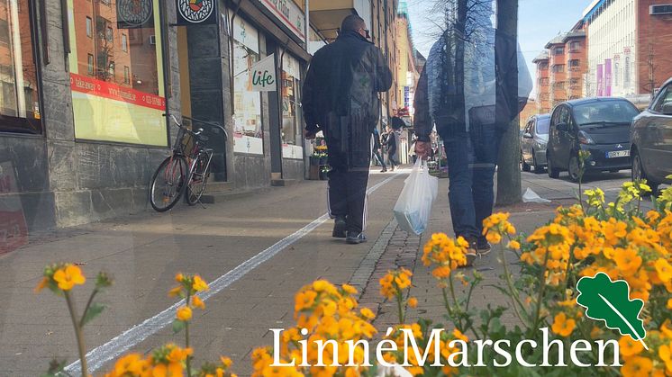 Ingen går vilse på Linnémarschen – Sveriges största vandringsevent