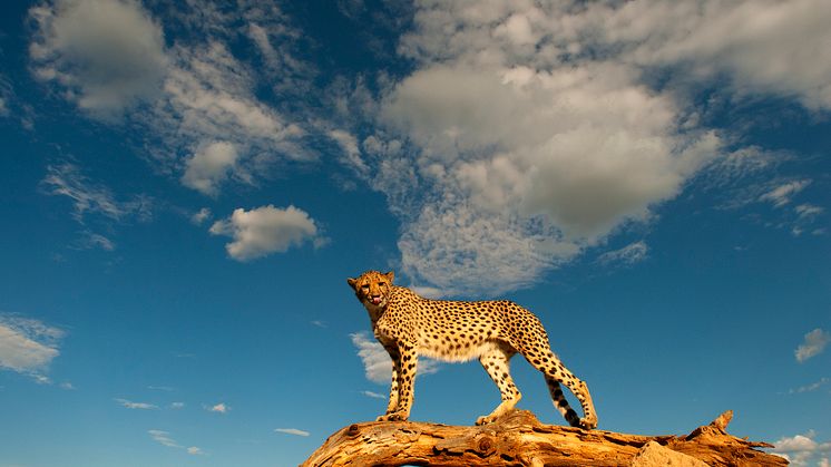 Gepard