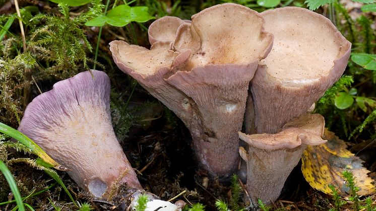 Gomphus_clavatus_0318