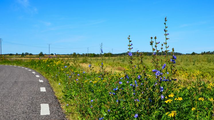 ​Julgåva blir sommargåva