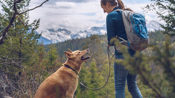 Hit drömmer hunden om att få resa_3