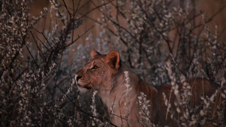 Lejon utanför Etosha Nationalpark i Namibia
