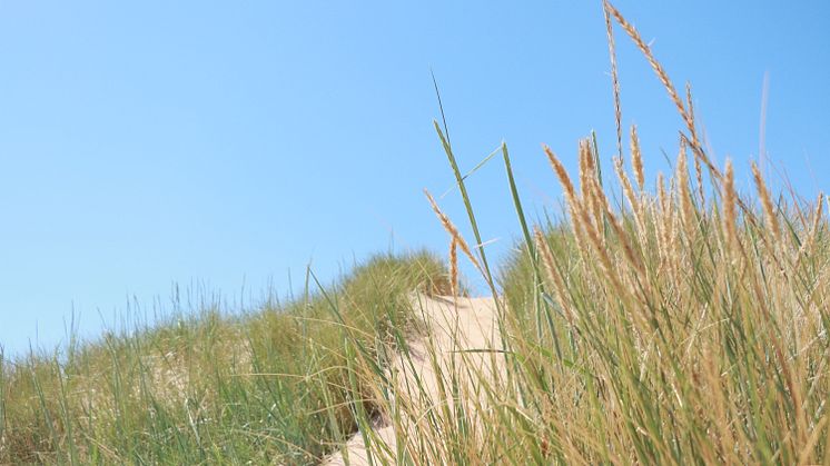 Nu finns Sommarbiljetten i appen och våra andra försäljningskanaler. 
