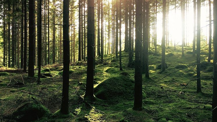 Sun in the forest