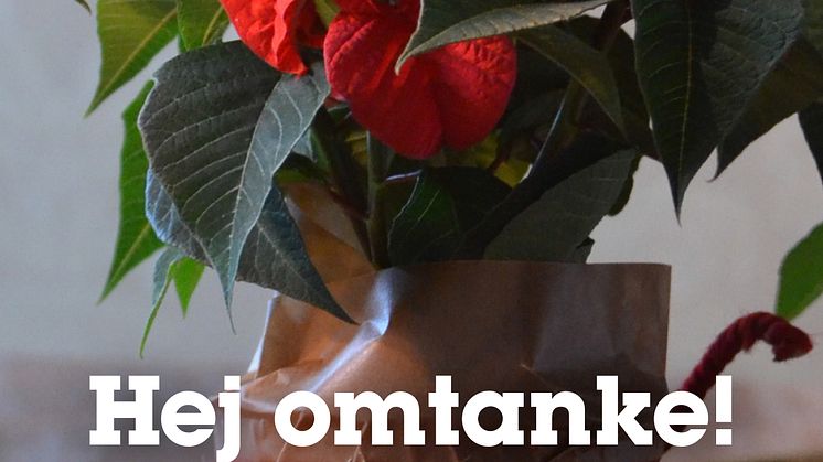 Första Fairtrade-märkta Julstjärnan i Sverige