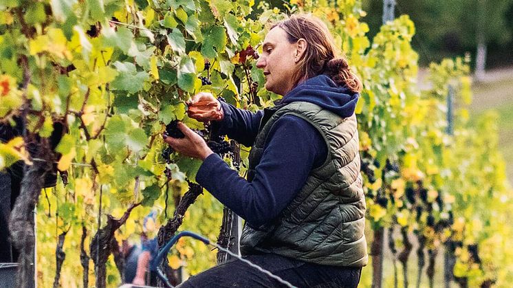 Tillfällig Lansering: Schlossgut Diel Rosé de Diel 2022