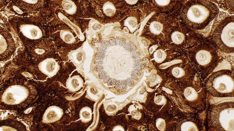 Fossil kungsbräken