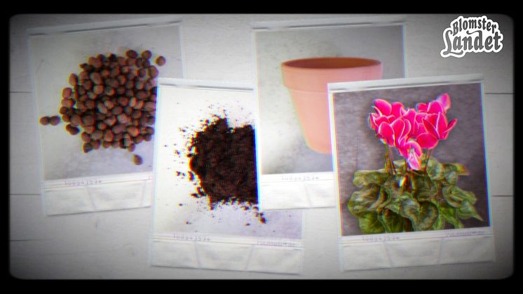 Plantera höstkruka
