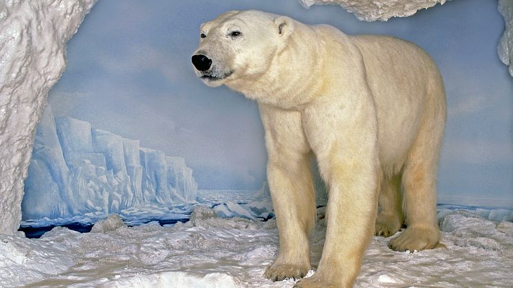 Polartrakterna: Isbjörn 