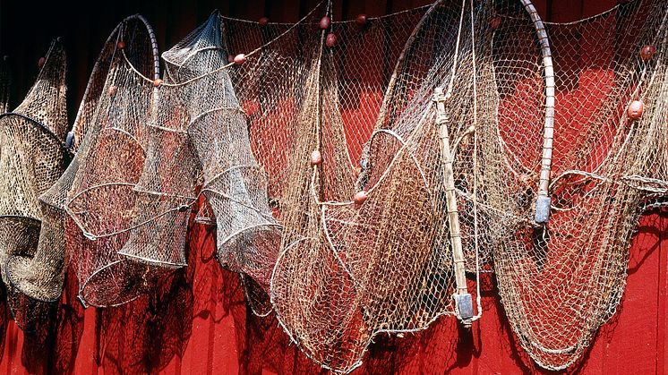 Förlorade fiskeredskap kan fastna i bottenstrukturer längs kuster och i djupare vatten, och utgör ett hot för fiskar, däggdjur och fåglar. Foto: Scandinav Bildbyrå