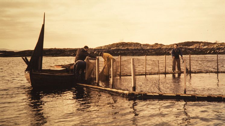The Grøntvedt brothers' salmon farm at Hitra, 1972. Credits: Nationalbiblioteket, Magnus Berg