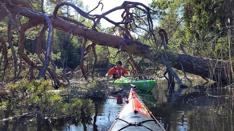 Äventyrspaddling mellan Älgnäs och Tönnebro - Sveriges bästa paddling sommaren 2023?