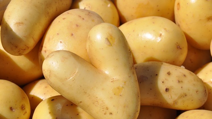 Potatistema på Bondens egen Marknad 19 september