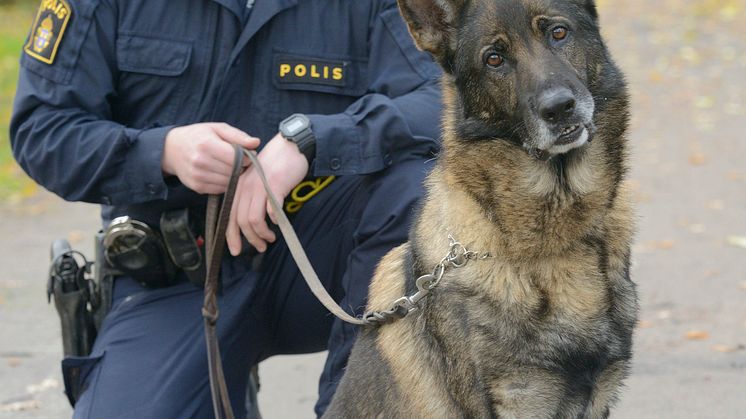 Årets polishund 2021