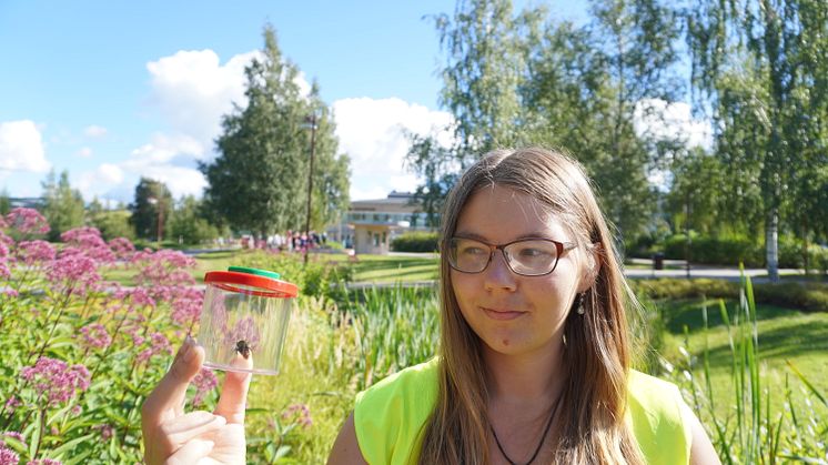 Humla infångad för observation av studenten Cecilia Åström. BildNatuschka Lee