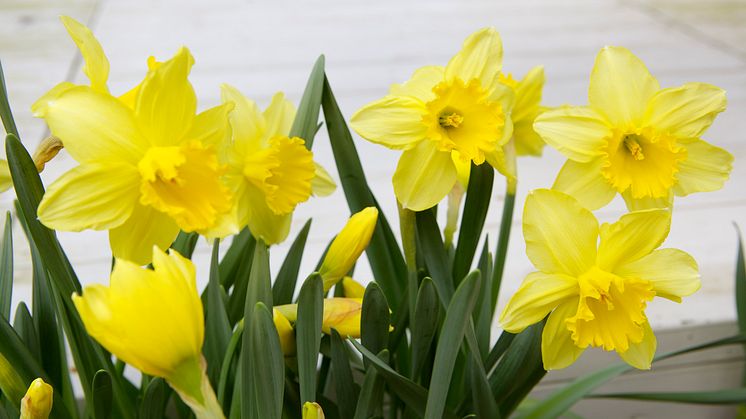 Påsklilja 'Carlton'