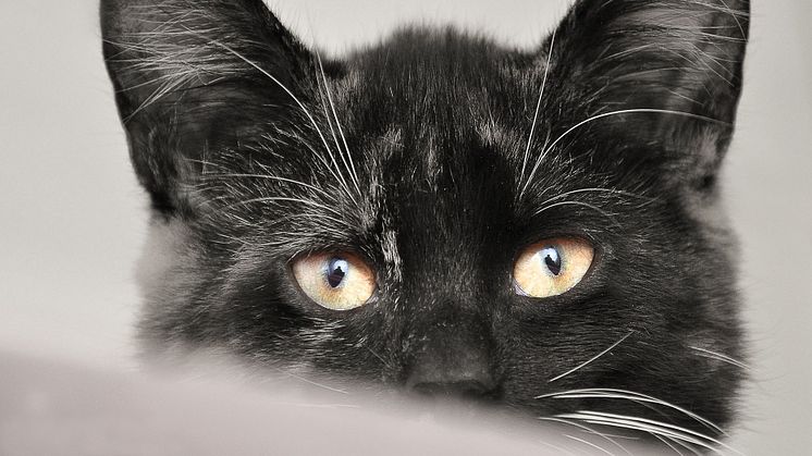 Freitag, der 13.: Alles für die (schwarze) Katz?!