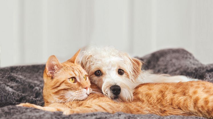 Hund und Katze in Harmonie