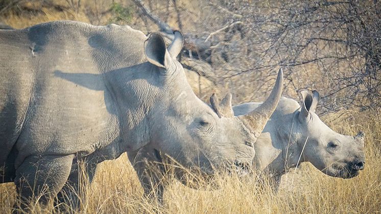 Trubbnoshörningar i Hluhluwe-iMfolozi Park, Sydafrika - ett av få områden där det har gjorts studier av hur denna mycket hotade art påverkar ekosystemet. Foto: Olli Hyvärinen
