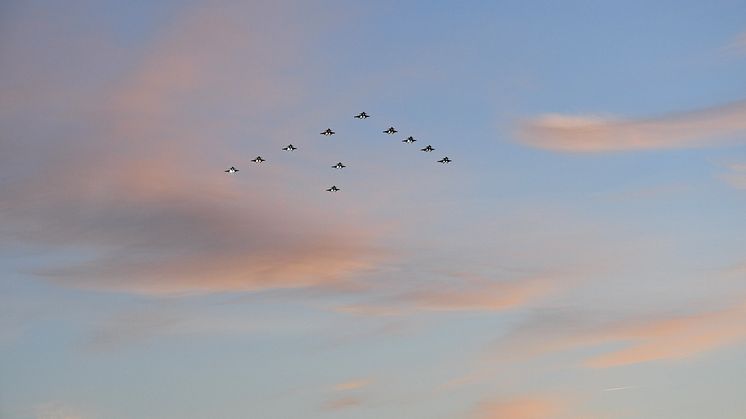 Försvarsmaktens julgransflygning tisdag 18 december inställd