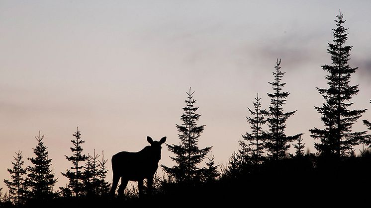 Älg i ungskog. Foto: Jörgen Wiklund