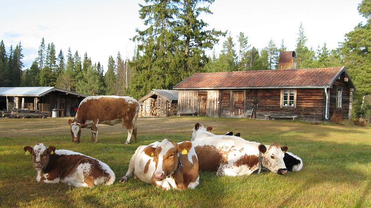 Storhogna - Ett Högfjällshotell med genuin och fjällnära matkultur