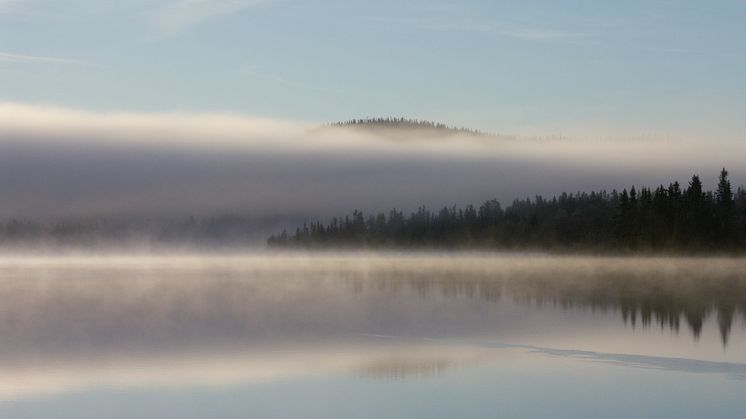 Global Forests are Overlooked as Water Suppliers, Study Shows