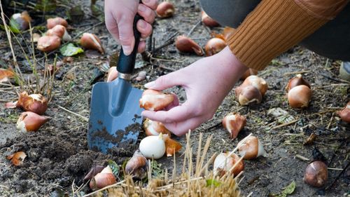 EFTERLYSNING!  Utlottning av blomsterlök till 100 skolor i Sverige.