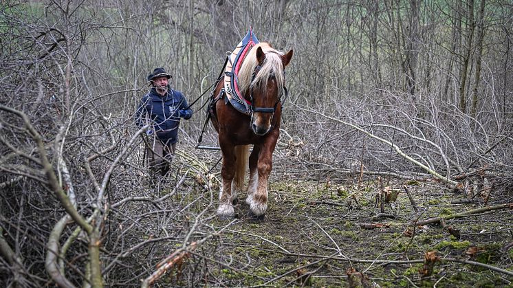 20230323_Ausastarbeiten mit Pferd