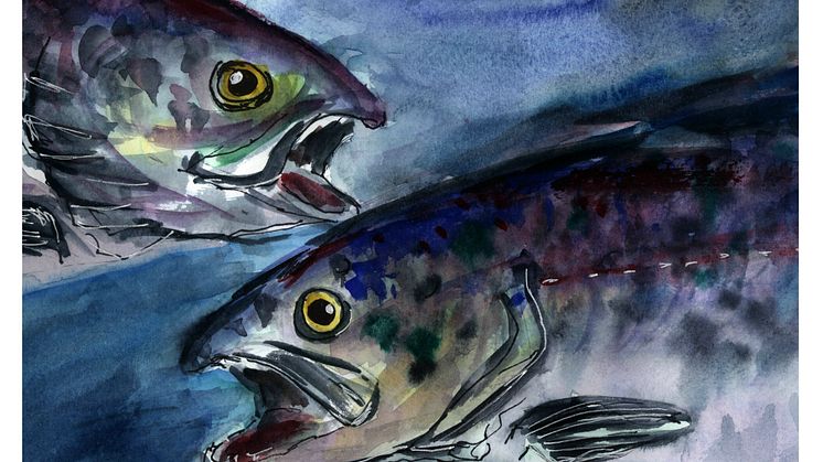 Tegning: Åse Husebø, Havforskningsinstituttet