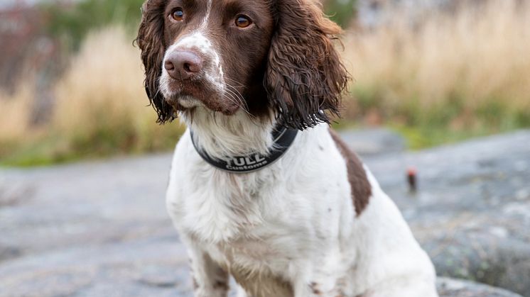 Årets Narkotikasökhund 2024 Skip stående format_Foto Karin Wildheim.jpg