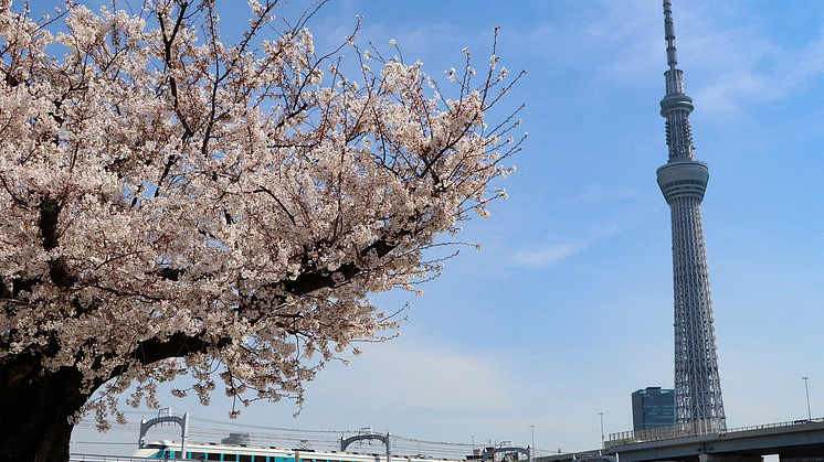 Three one-of-a-kind ways to enjoy cherry blossoms around TOKYO SKYTREE