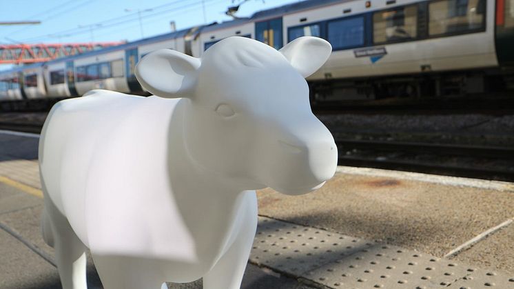 Cows about Cambridge