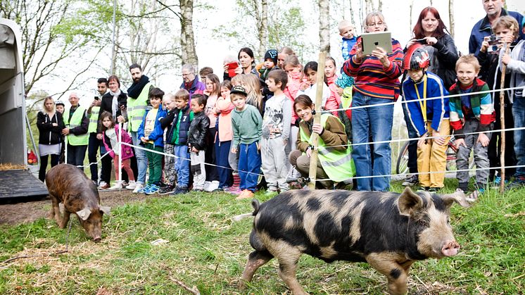 Grissläpp på Säteriet