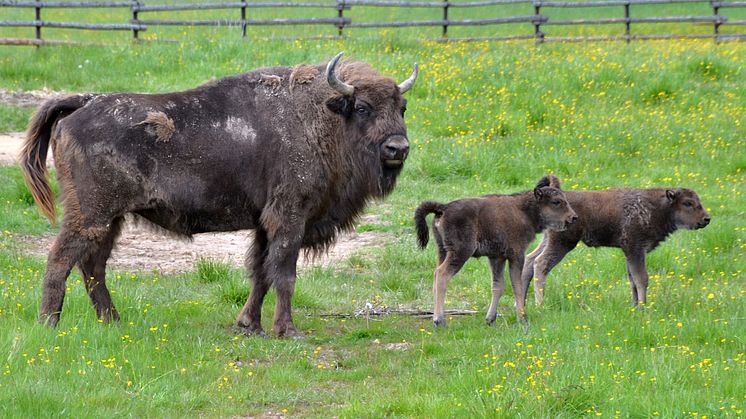 BisonCalves_Avesta_fotoEvaLammi_VisitDalarna