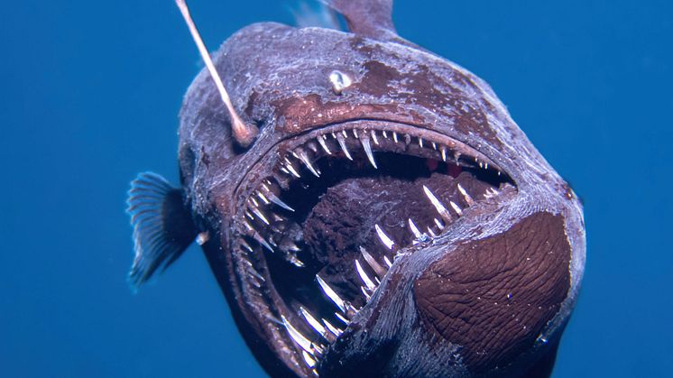En djuphavsmarulk med det latinska namnet Melanocetus johnsonii, simmade precis under vattenytan utanför Teneriffa. Det kan vara första gången någonsin som en marulk av den typen fångats på bild i dagsljus.